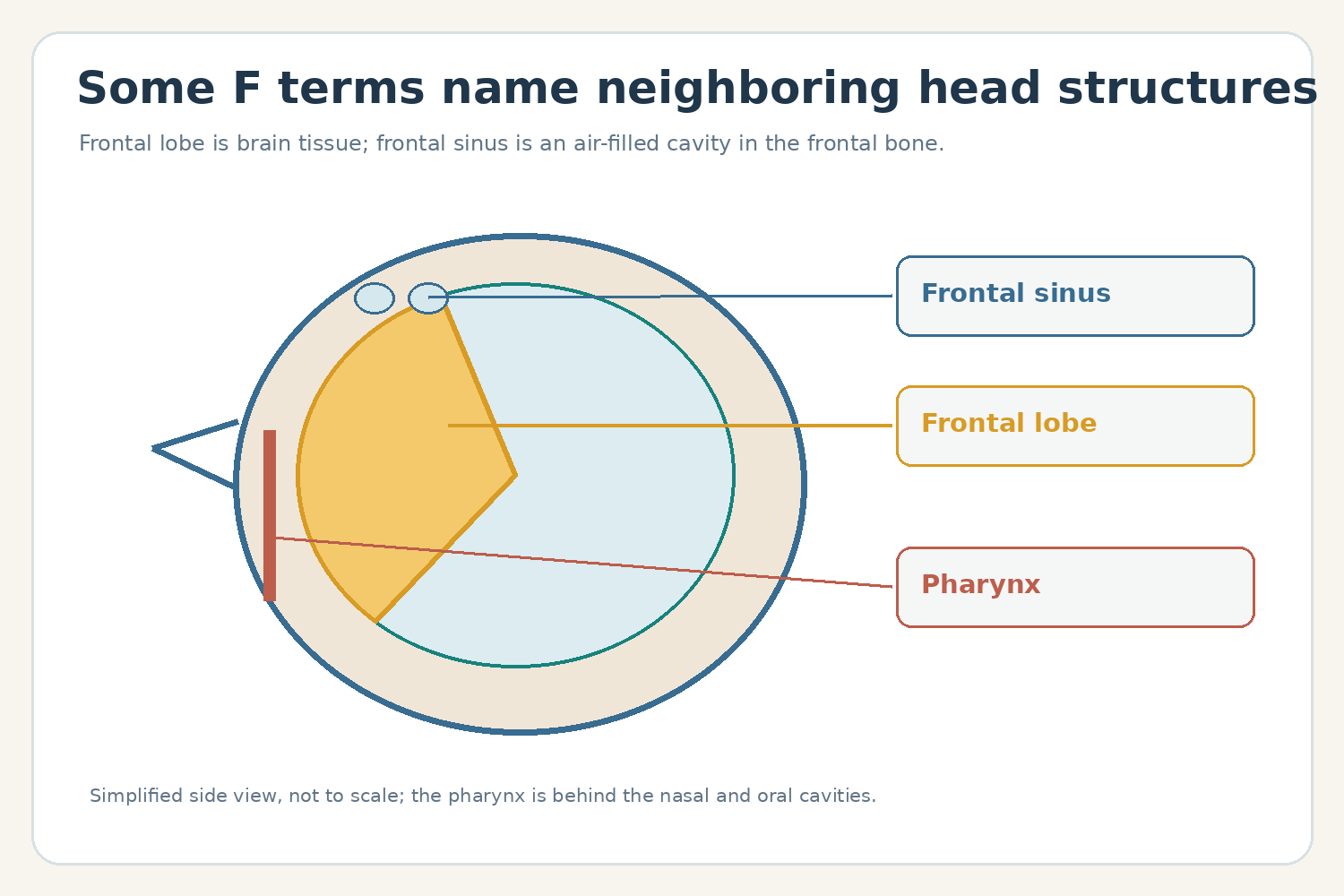 Simplified side view labeling the frontal sinus, frontal lobe, and pharynx.