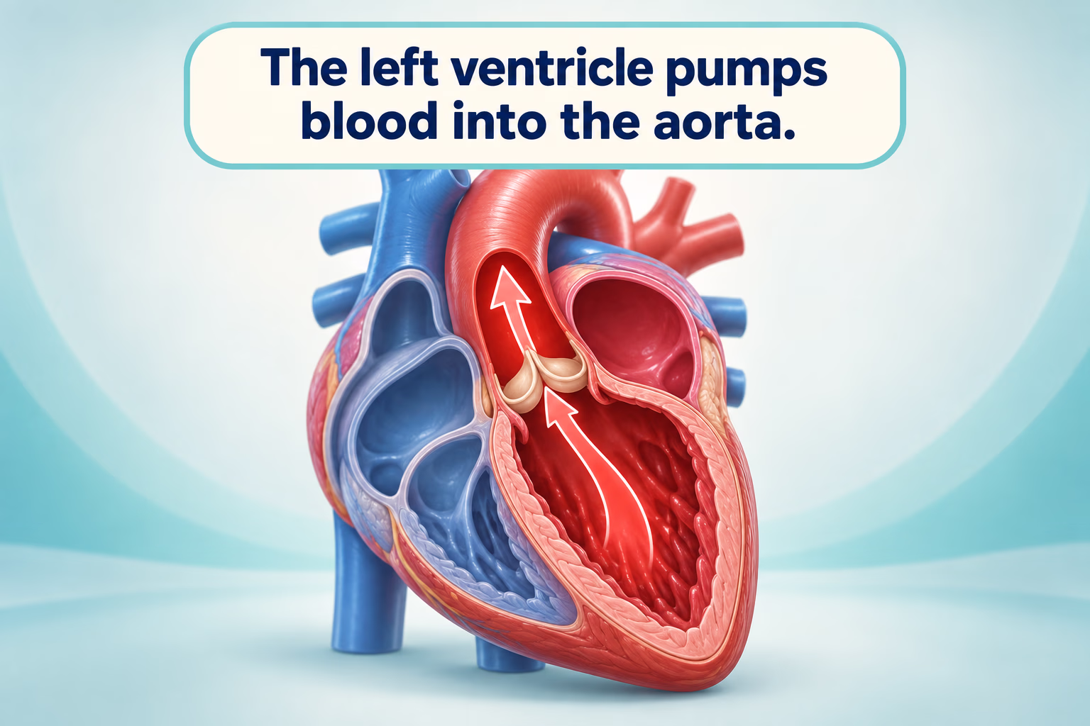 Anatomy illustration showing blood leaving the left ventricle through the aortic valve and entering the aorta