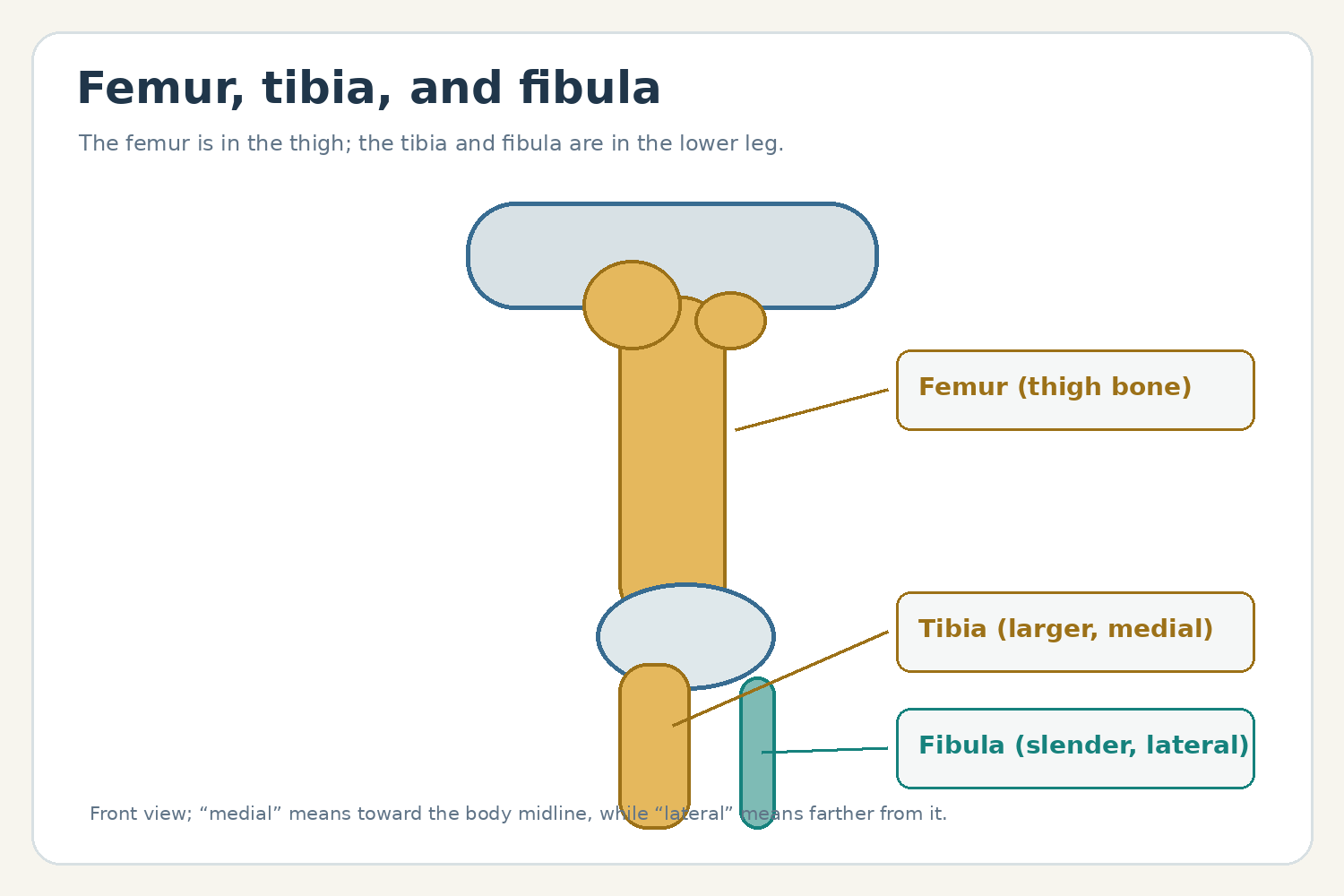 Simplified front-view diagram labeling the femur, tibia, and fibula.