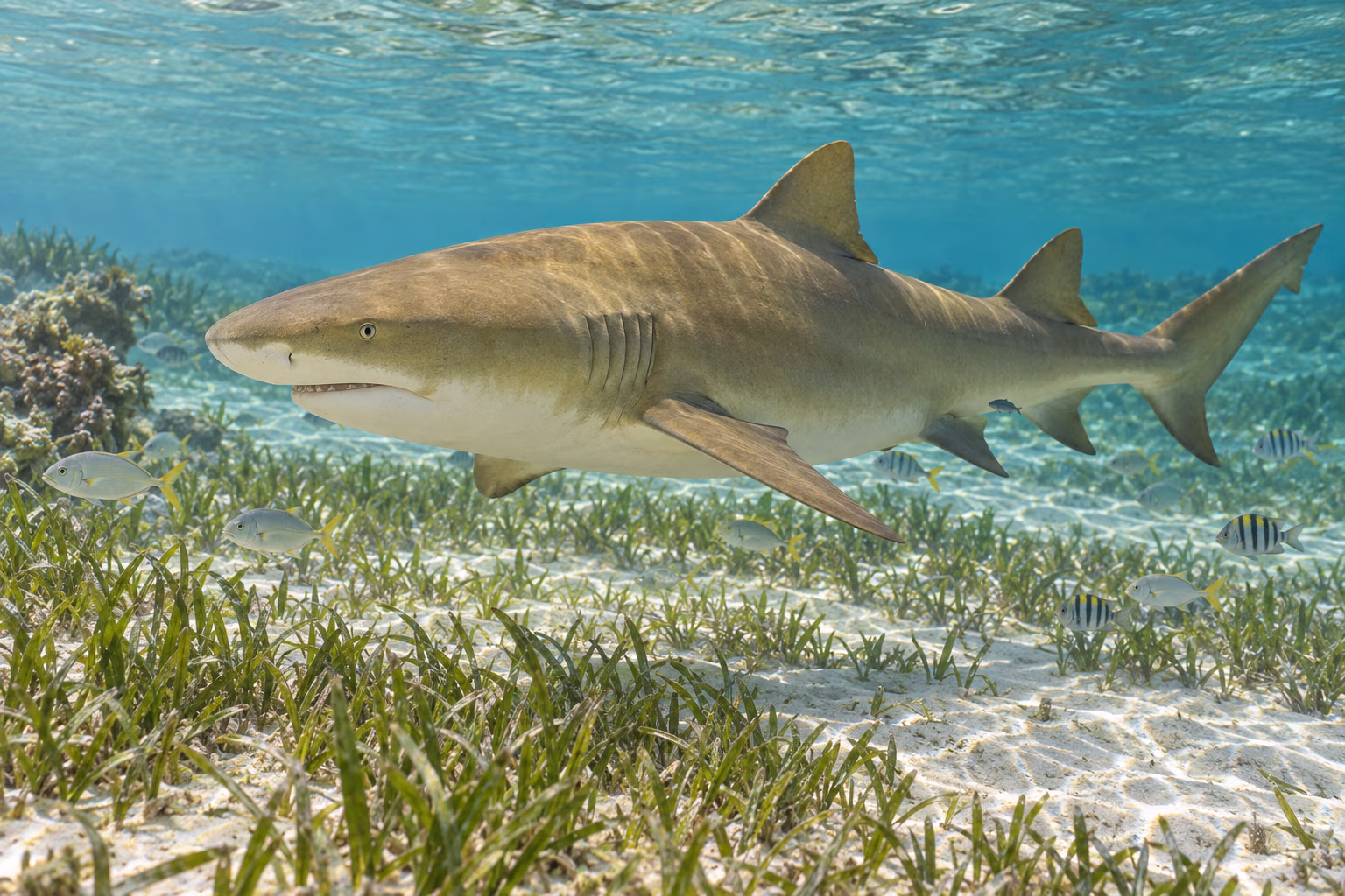 A lemon shark swimming above a shallow sandy seagrass habitat