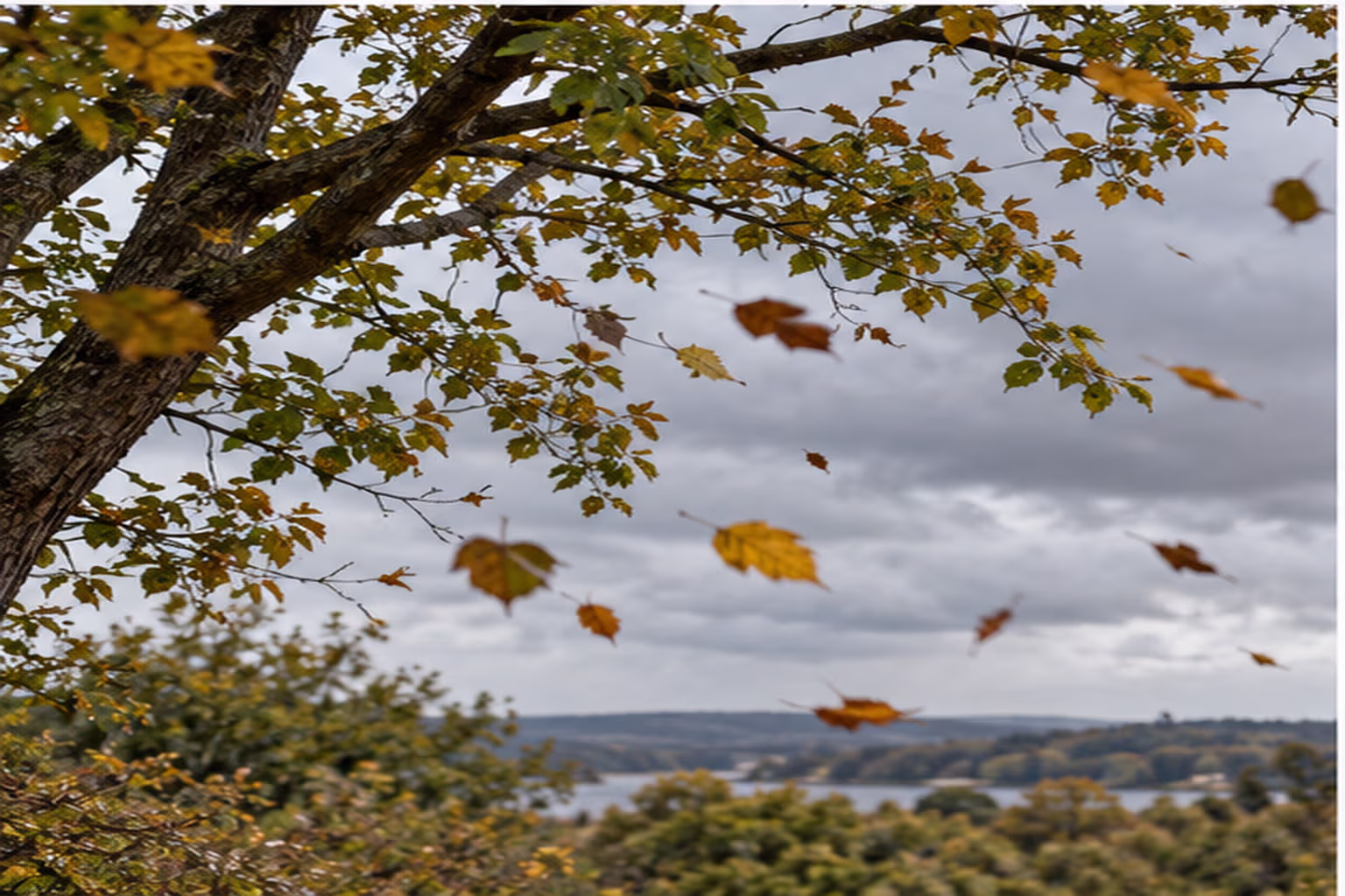 Autumn leaves move through the air beneath a breezy, clouded sky.