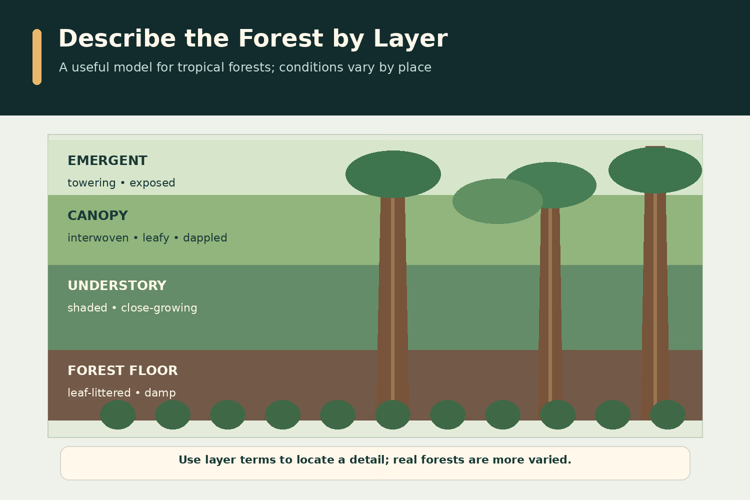 Rainforest layer diagram labeling emergent trees, the canopy, the shaded understory, and the forest floor.