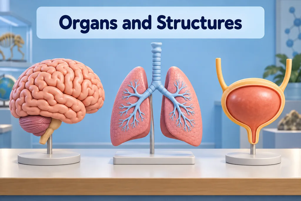 A simplified three-dimensional anatomy display shows a brain model, lung airways, and urinary bladder as separate structures.